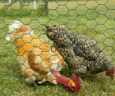 Poultry Net
