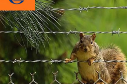 Barbed Wire