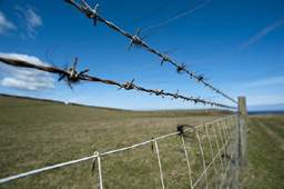 Barbed Wire