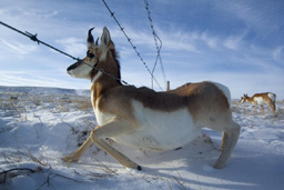 Barbed Wire