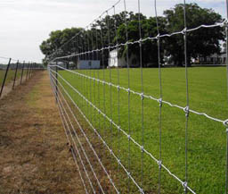 Cattle Fence