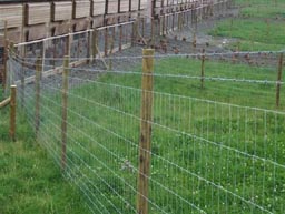 Cattle Fence